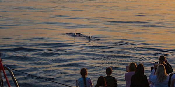 Alcudia: Dolphin Watching Trip at Sea