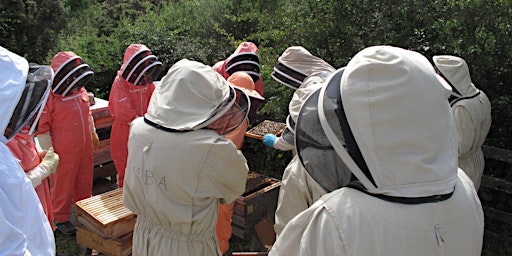 Hauptbild für Introduction to Beekeeping Course - Saturday May 25 2024