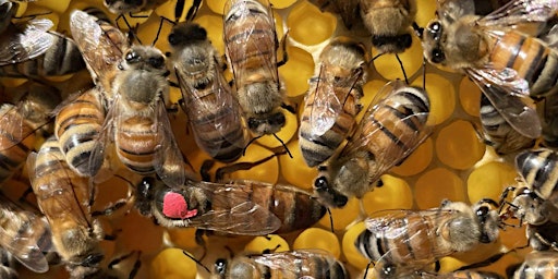 Primaire afbeelding van Spring Beekeeping Basics Workshop
