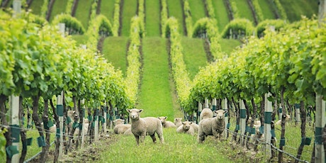 Exploring Organic and Biodynamic Wines