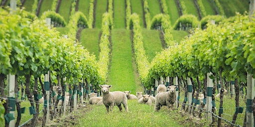 Immagine principale di Exploring Organic and Biodynamic Wines 