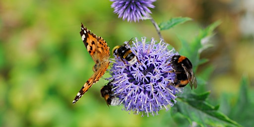 Imagen principal de Virtual Speaker Series: Establish Pollinator Pathways in Your Backyard