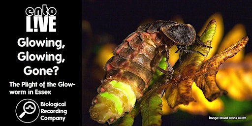Hauptbild für Glowing, Glowing, Gone? The Plight of the Glow-worm in Essex