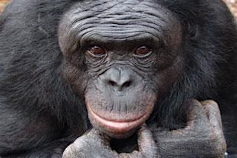 Support the Bonobos! primary image