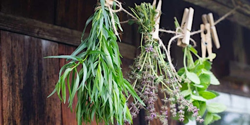 Image principale de Harvesting and Drying Herbs Class
