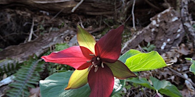 Spring Wildflower Walk primary image