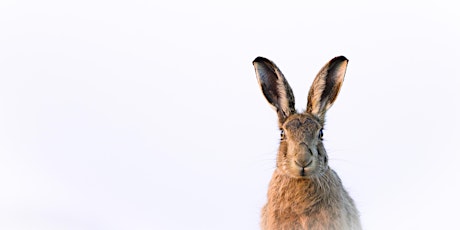 Hauptbild für How To | Photograph Winter Wildlife