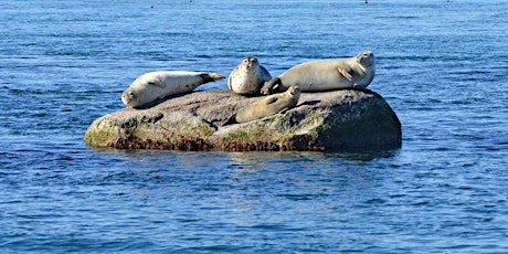 Seal & Seabird Cruise