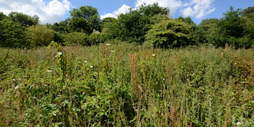 Primaire afbeelding van Foraging and plant identification weekend camp