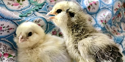 Raising Backyard Chickens primary image