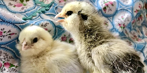 Primaire afbeelding van Raising Backyard Chickens