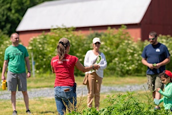 Wild Foraging and Garden Greens Farm Tour