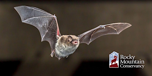 Imagem principal do evento Bats of Colorado and Rocky Mountain National Park - West