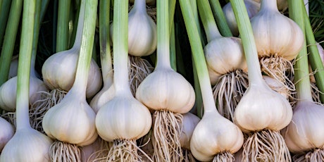 Garlic Growing Masterclass - Includes Take Home Garlic to Plant!