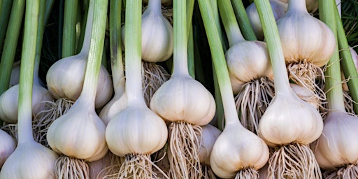 Primaire afbeelding van Garlic Growing Masterclass - Includes Take Home Garlic to Plant!