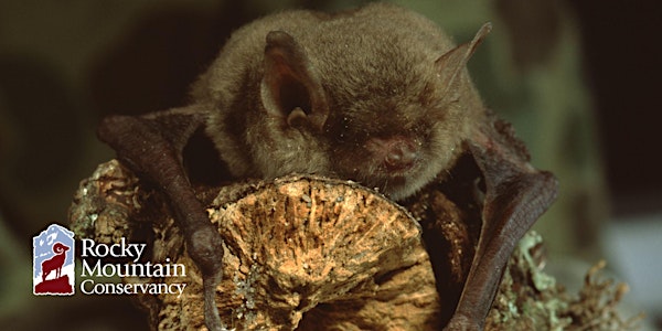 Bats of Colorado and Rocky Mountain National Park - East