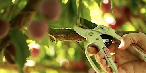 Winter Deciduous Fruit Tree Pruning primary image