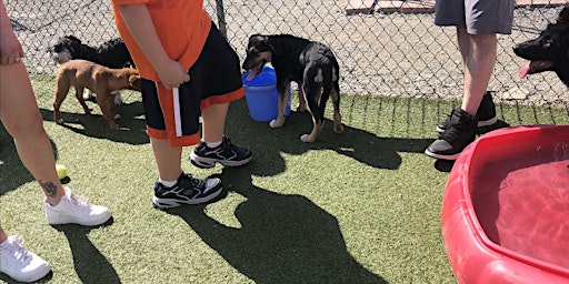 Puppy Party - "Play Dates" for dogs under 2 primary image