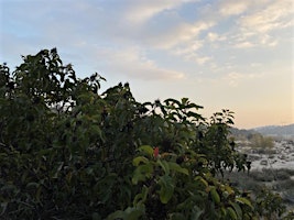 Birding and Naturalist Led Walking Meditation primary image