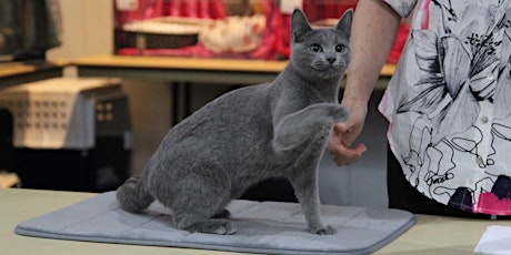 CAT SHOW: Cats NSW at the Sydney Royal Easter Show GOOD FRIDAY 29th March primary image