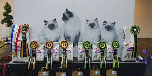 Imagem principal do evento CAT SHOW: Cats NSW spectacular Cat Show is prowling into Richmond 15th Sept