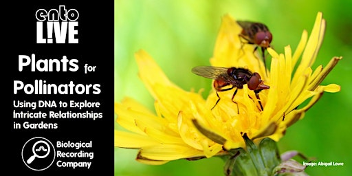 Imagen principal de Plants for Pollinators: Using DNA to Explore Relationships in Gardens