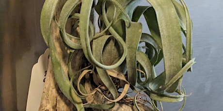 Tilandsia Air Plant Class