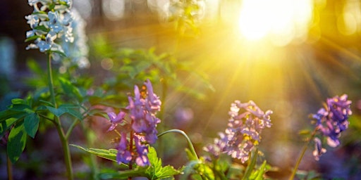 Hauptbild für Forest Bathing - Hello Spring!