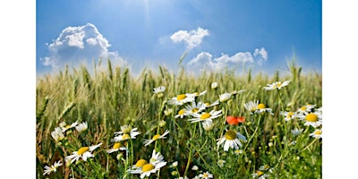 Hauptbild für Forest Bathing - Hello Summer!