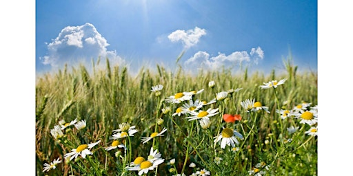 Hauptbild für Forest Bathing - Hello Summer!