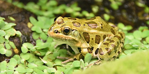 Primaire afbeelding van Find That Frog