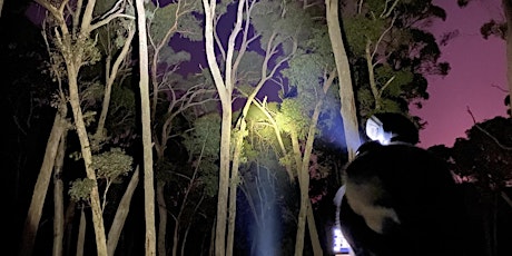 Spotlighting for small mammals at Spring Plains