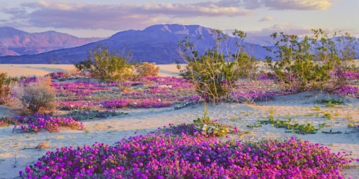 Hauptbild für 7 Day Best of SoCal w Wildflowers Tour & More!!!