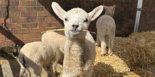 Image principale de The Lamb Feeding Experience including General admission