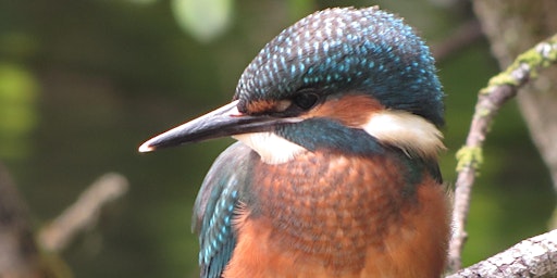 Primaire afbeelding van Birds, butterflies & wildflowers of Higher Poynton