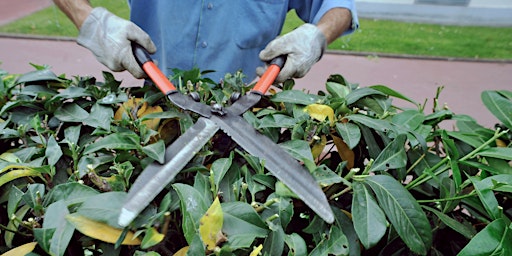 Rhododendron Removal at Branksome Recreation Ground primary image