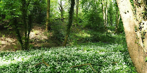 Imagem principal de Walk 7 Lloyd’s Coppice and Beyond  6 miles