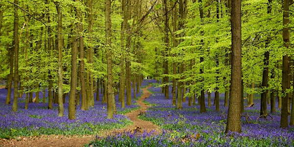 The BLUEBELLS of the Enchanted Forest of Ashridge and the Chiltern hills
