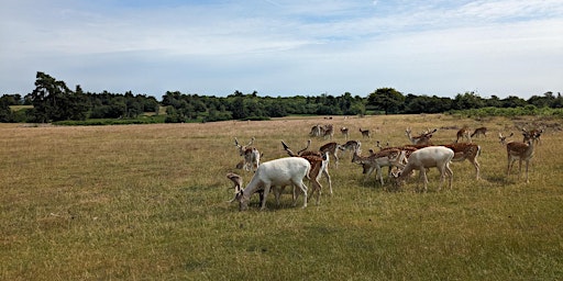 Knole Park Netwalking with Thackray Williams & the Sevenoaks Chamber primary image