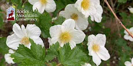 Edible and Medicinal Plants of Rocky Mountain National Park - East