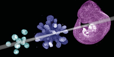 Primaire afbeelding van Light-sheet in Action