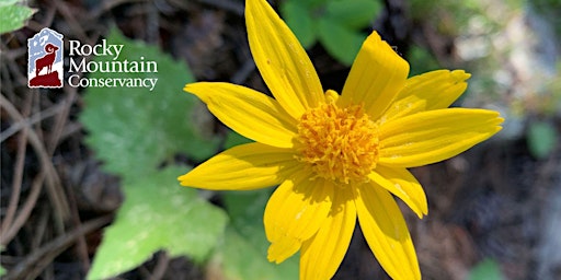 Edible and Medicinal Plants of Rocky Mountain National Park - West primary image