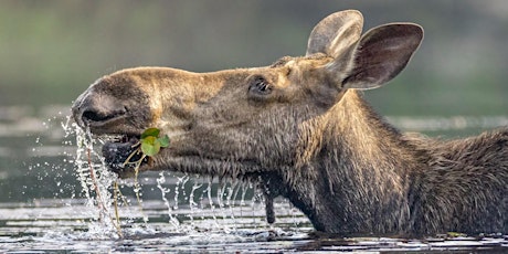 Jesse and Susan Villemaire - Persistence (Wildlife from Algonquin)  primärbild