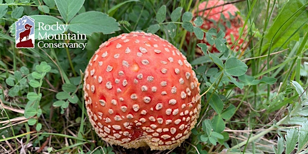 Wild Mushrooms and Fungi of Rocky Mountain National Park