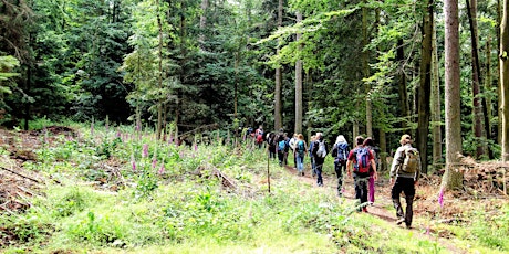 Imagen principal de Singlewanderung: Schluchsee -  Genießerpfad - Schluchseer Jägersteig (40+)