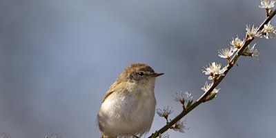 Dawn Chorus Walk and Breakfast - Nature Discovery Centre, Saturday 4 May primary image