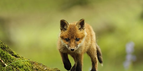 Spring Animals Day Camp - Nature Discovery Centre