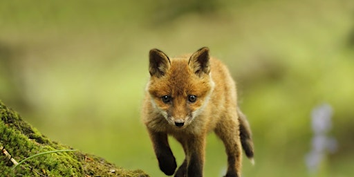 Imagem principal de Spring Animals Day Camp - Nature Discovery Centre