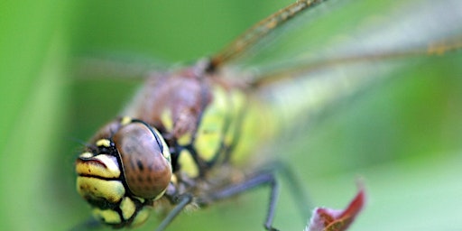 Imagem principal de Weird and Wonderful Wildlife Day Camp - Nature Discovery Centre