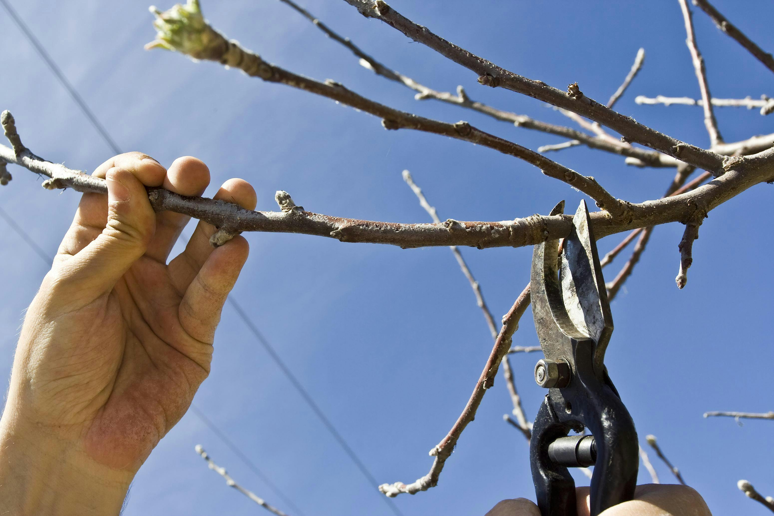 The Art Of Pruning Workshop 3 Nov 2019